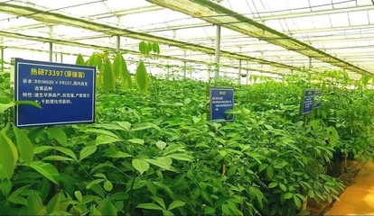 強化為國種膠使命擔當，以新技術(shù)推廣服務賦能天然橡膠產(chǎn)業(yè)優(yōu)化升級
